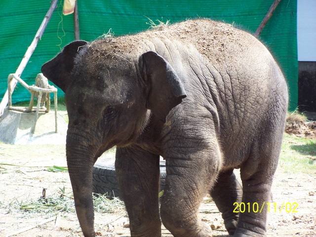 Слоны Тайланда,фото Тайланда,,слоны видео