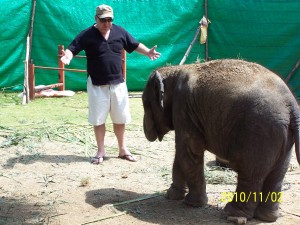 слоны в тайланде,белый слон тайланд,остров слон в тайланде,катание на слонах в тайланде