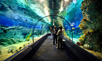 пресноводных плавают, океанариум в России, находятся экспозиция, живут виды, Сочи аквариум, другие рыбы