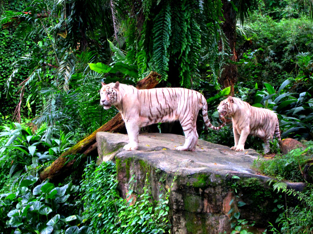 зоопарк в сингапуре фото, животные сингапурского зоопарка фото видео, доехать до зоопарка в сингапуре