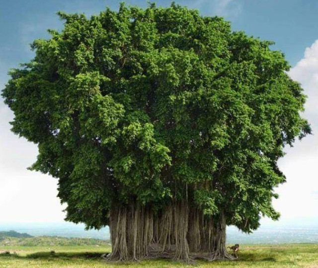 Священное дерево  Баньян