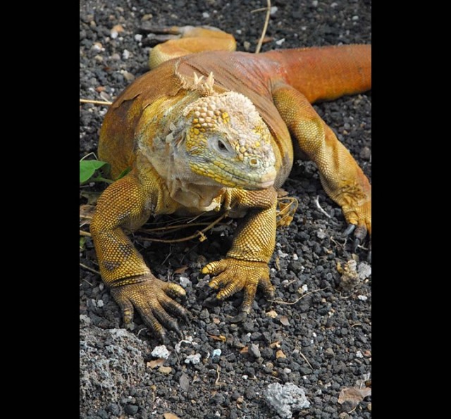 Галапагосские острова,галапагосские черепахи,чудеса природы