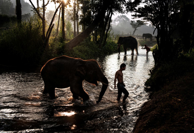 слоны в тайланде,белый слон тайланд,остров слон в тайланде,катание на слонах в тайланде