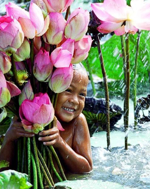 Цветок лотоса фото, сад тайланд ,цветок тайланда, море цветов